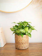 planta en cesta - Polen