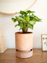 planta en maceta - Polen
