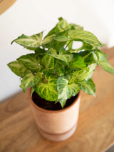 Syngonium podophyllum- Polen
