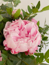 Las flores del mes "Peonias"