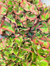 Las flores del mes "Hortensia"