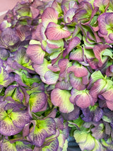 Las flores del mes "Hortensia"